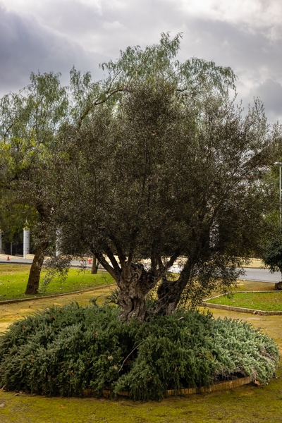 Jerez | Bodegas Fundador